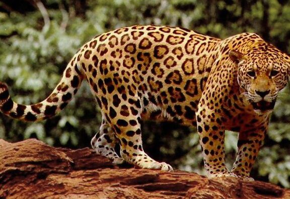 Jaguar 1 jaguar